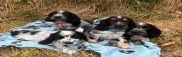 Cocker Spaniel dogs for sale: Show type cocker spaniel puppies  - Advert 2