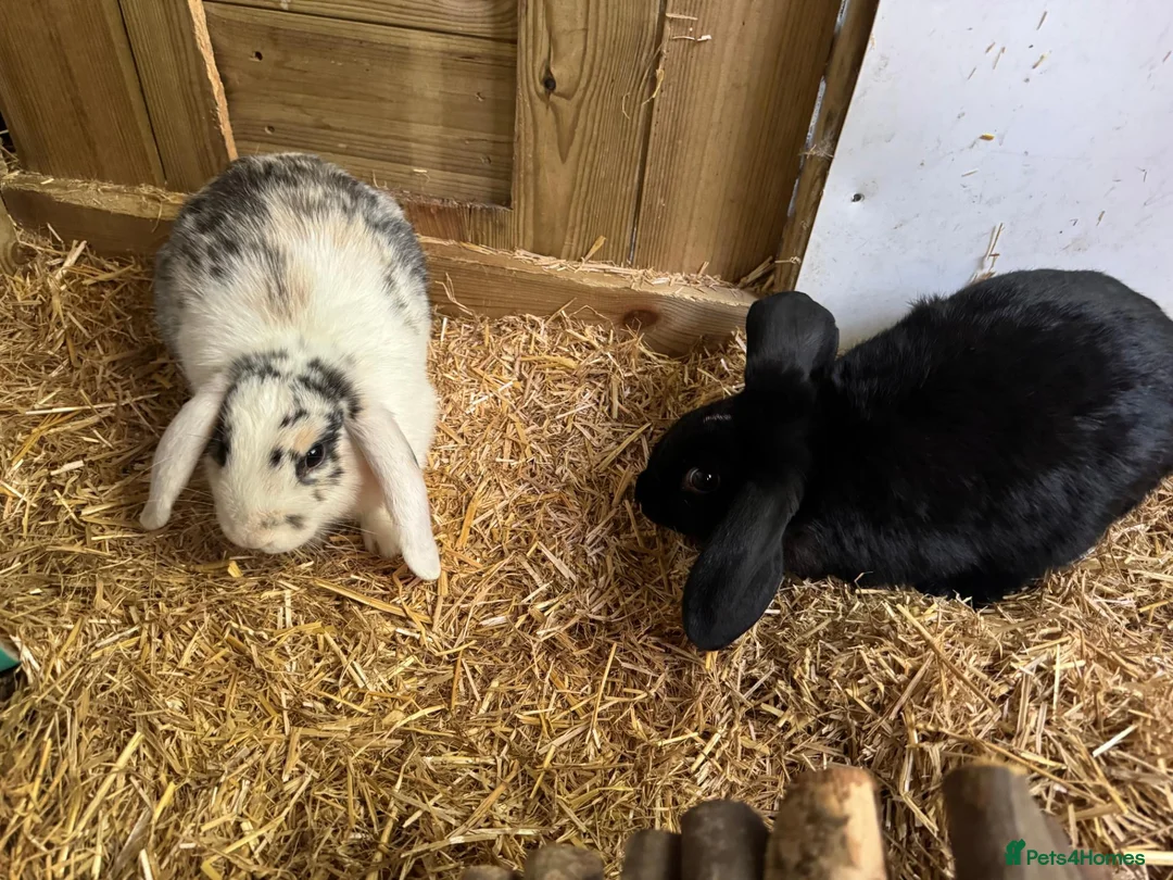 Mini Lop rabbits for sale: Two Male Mini Lops (16 Wks) - Fully Vaccinated in Slough - Advert 5