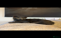 Oriental cats for sale: 5 STUNNING RAGAMESE KITTENS - Image 23