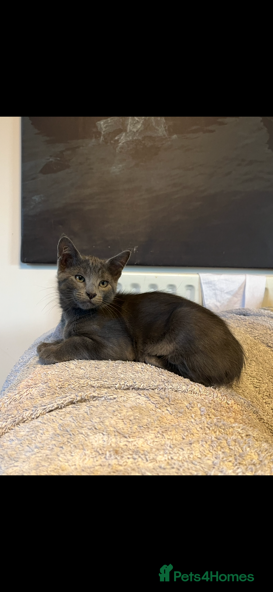 Oriental cats for sale: 5 STUNNING RAGAMESE KITTENS - Image 23