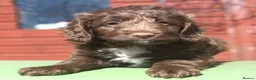 Australian Labradoodle dogs for sale: 🌈 Dark Chocolate (phantom) & Cream Girls ❤️ - Advert 31