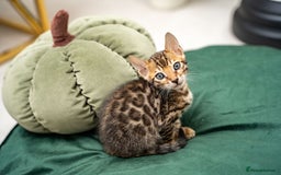 Bengal cats for sale: TICA-Certified Bengal Kittens, Show Quality - Image 26