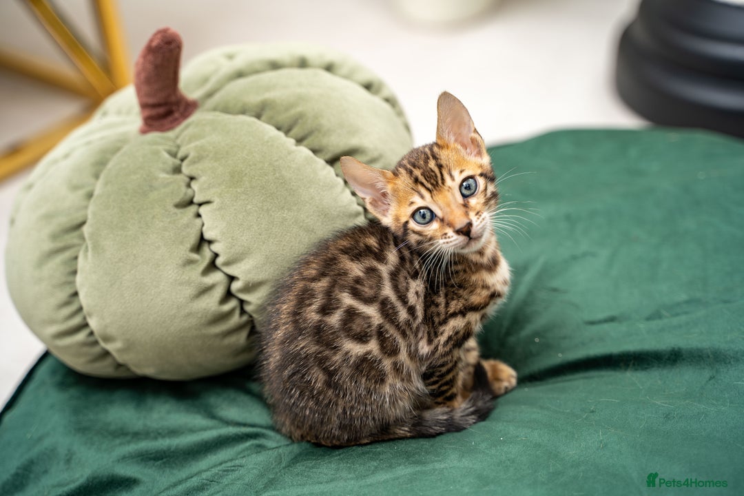 Bengal cats for sale: TICA-Certified Bengal Kittens, Show Quality - Image 26