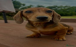 Dachshund dogs for sale: CHAMPION LINE KC REG MINI DACHSHUND GIRLS  - Image 23