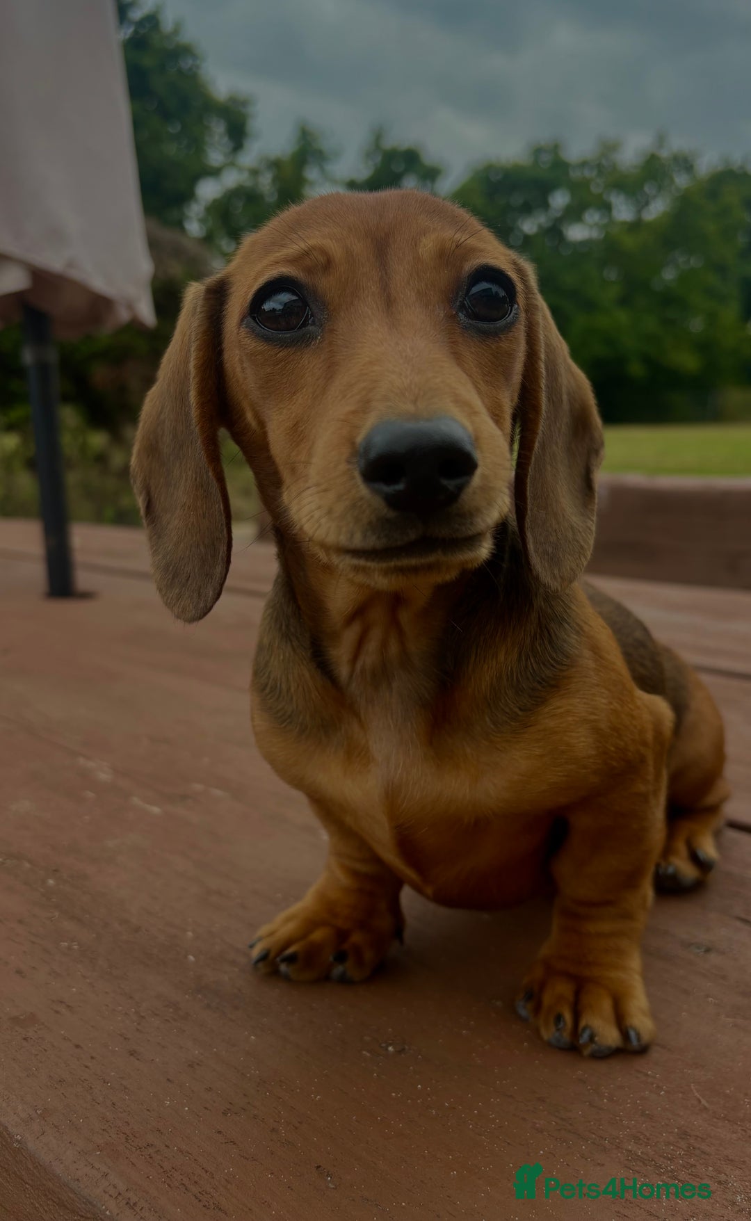 Dachshund dogs for sale: CHAMPION LINE KC REG MINI DACHSHUND GIRLS  - Image 23