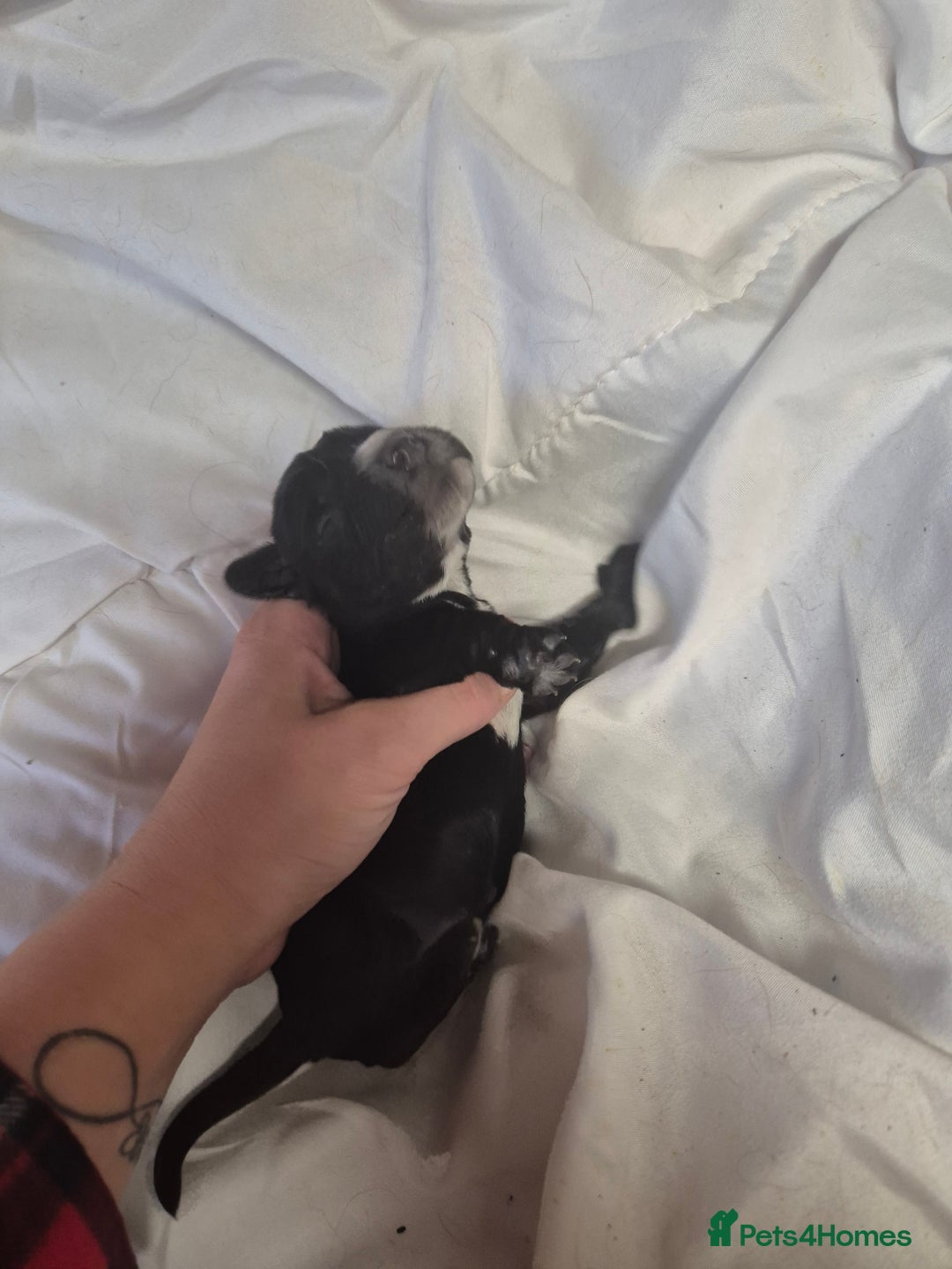 Cocker Spaniel dogs for sale: Stunning cocker spaniel pups - Advert 4