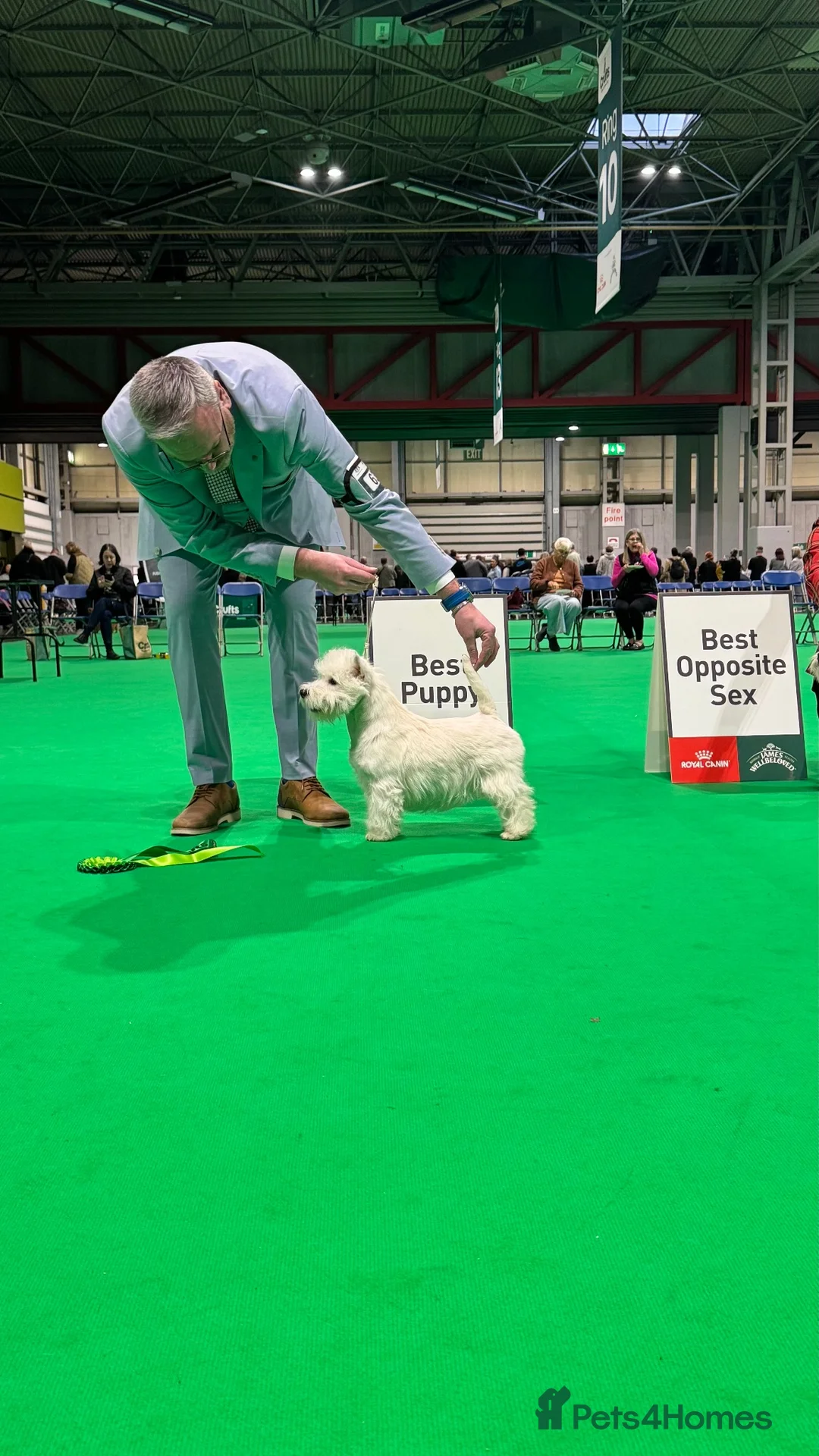 West Highland Terrier dogs for sale: Show Prospect Male Puppy - Advert 1