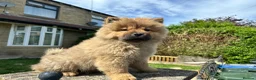 Chow Chow dogs for sale: Chow chow  - Advert 8