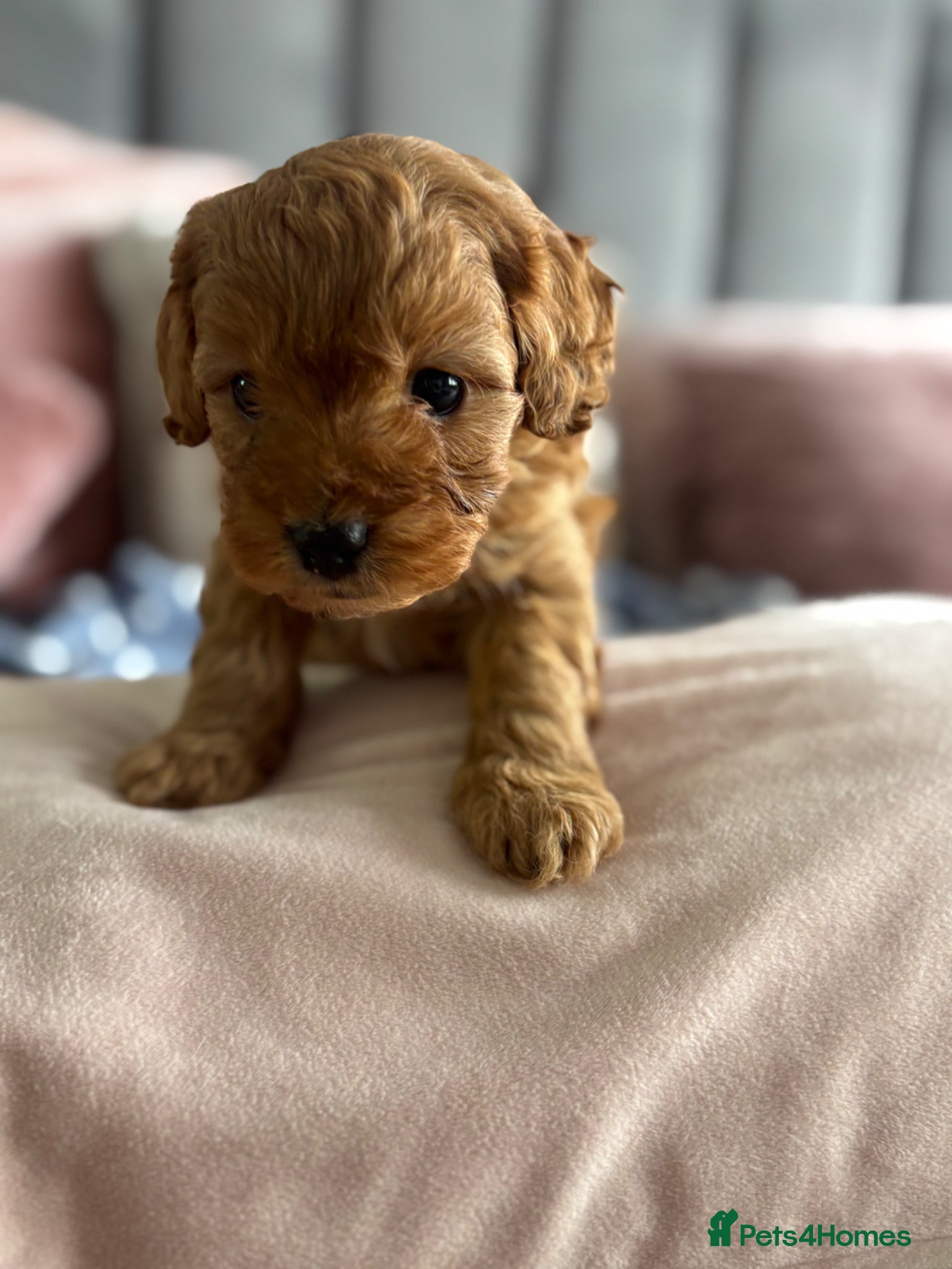 Cavapoo dogs One beautiful boy left  - Advert 17
