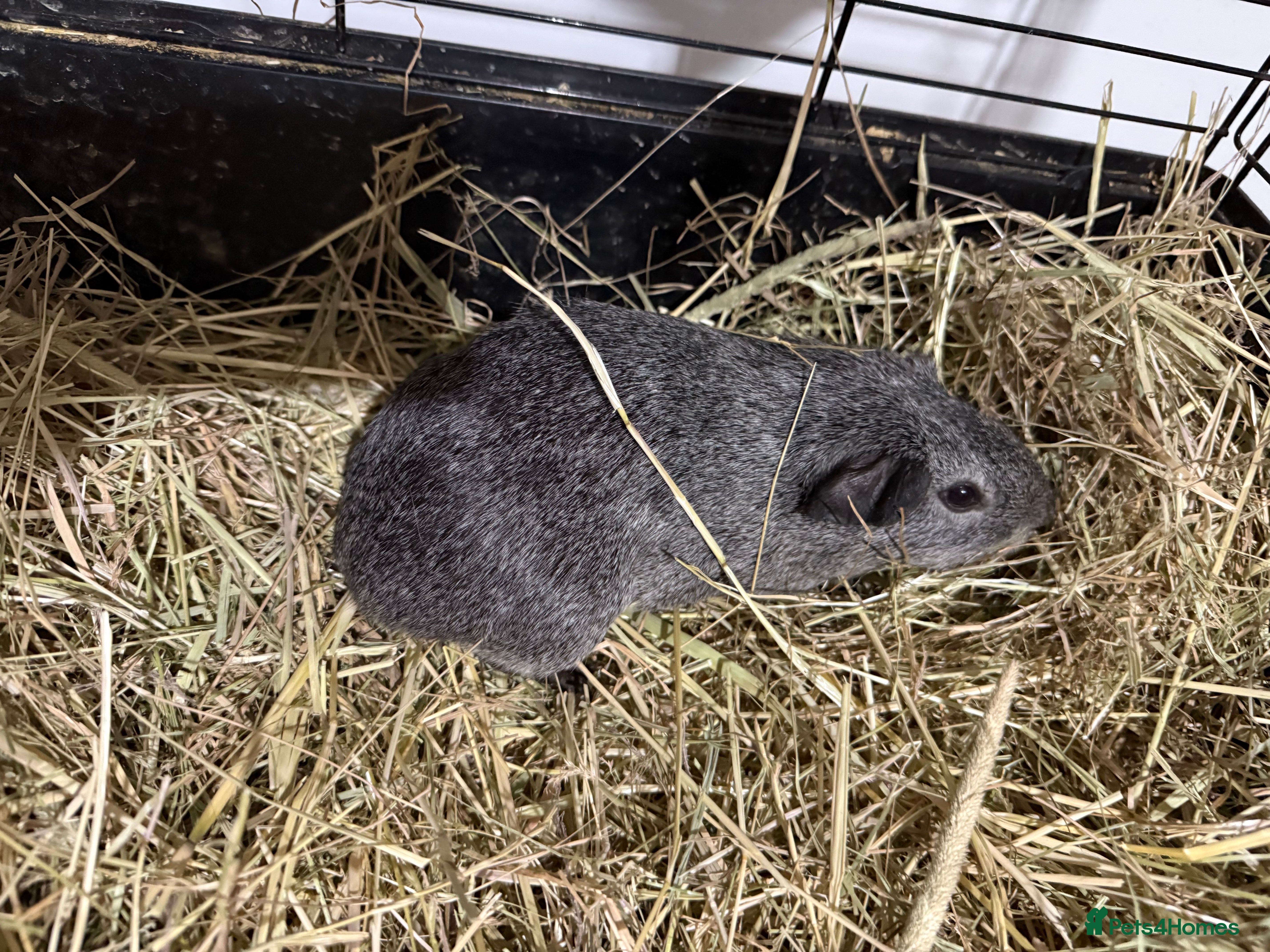 Guinea Pig rodents Guinea pig boars  - Advert 7