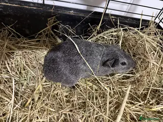 Guinea Pig rodents Guinea pig boars - Advert 7