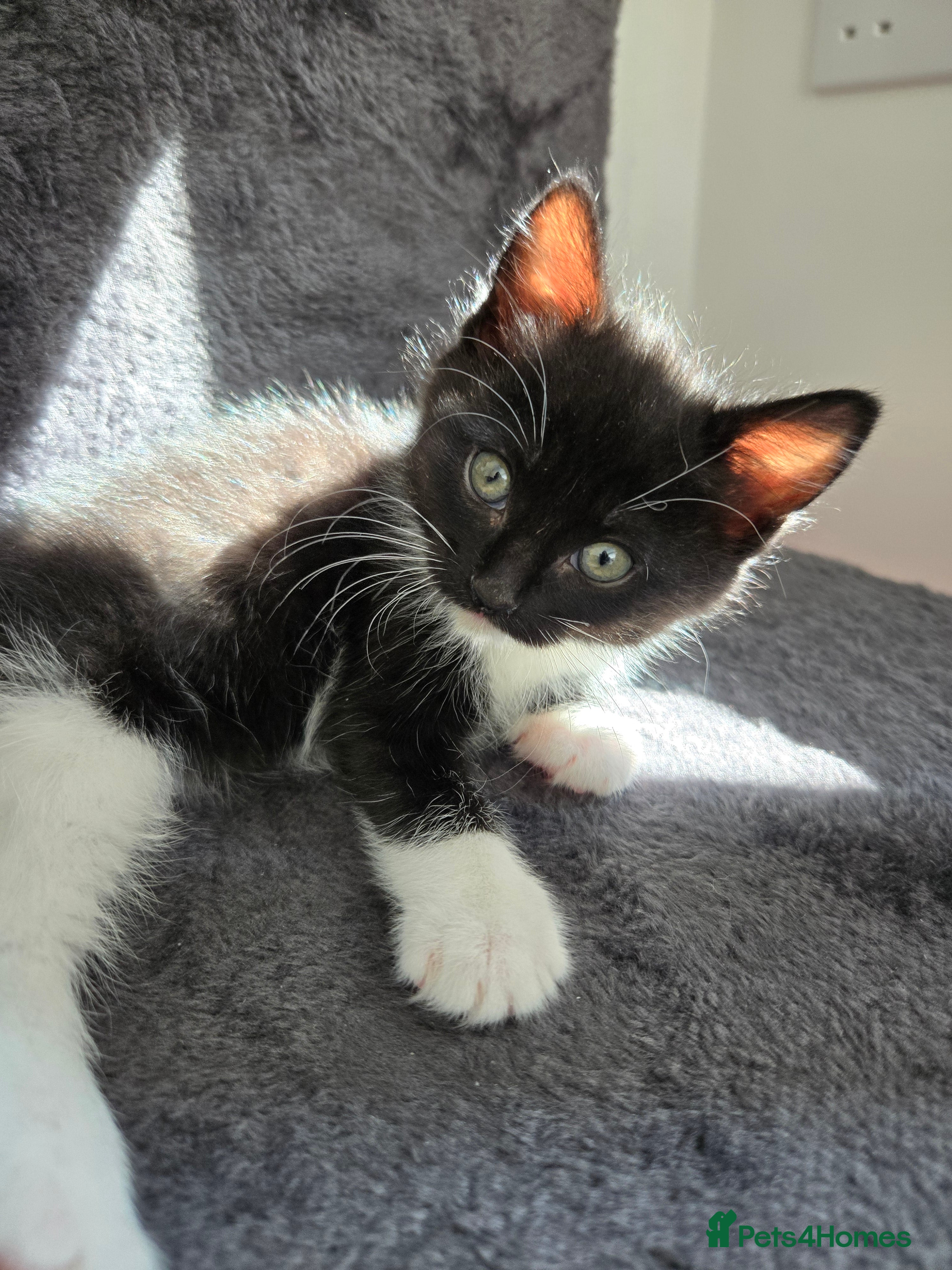 Mixed Breed cats Half Ragdoll kittens * 1 boy & 3 girls* - Advert 2