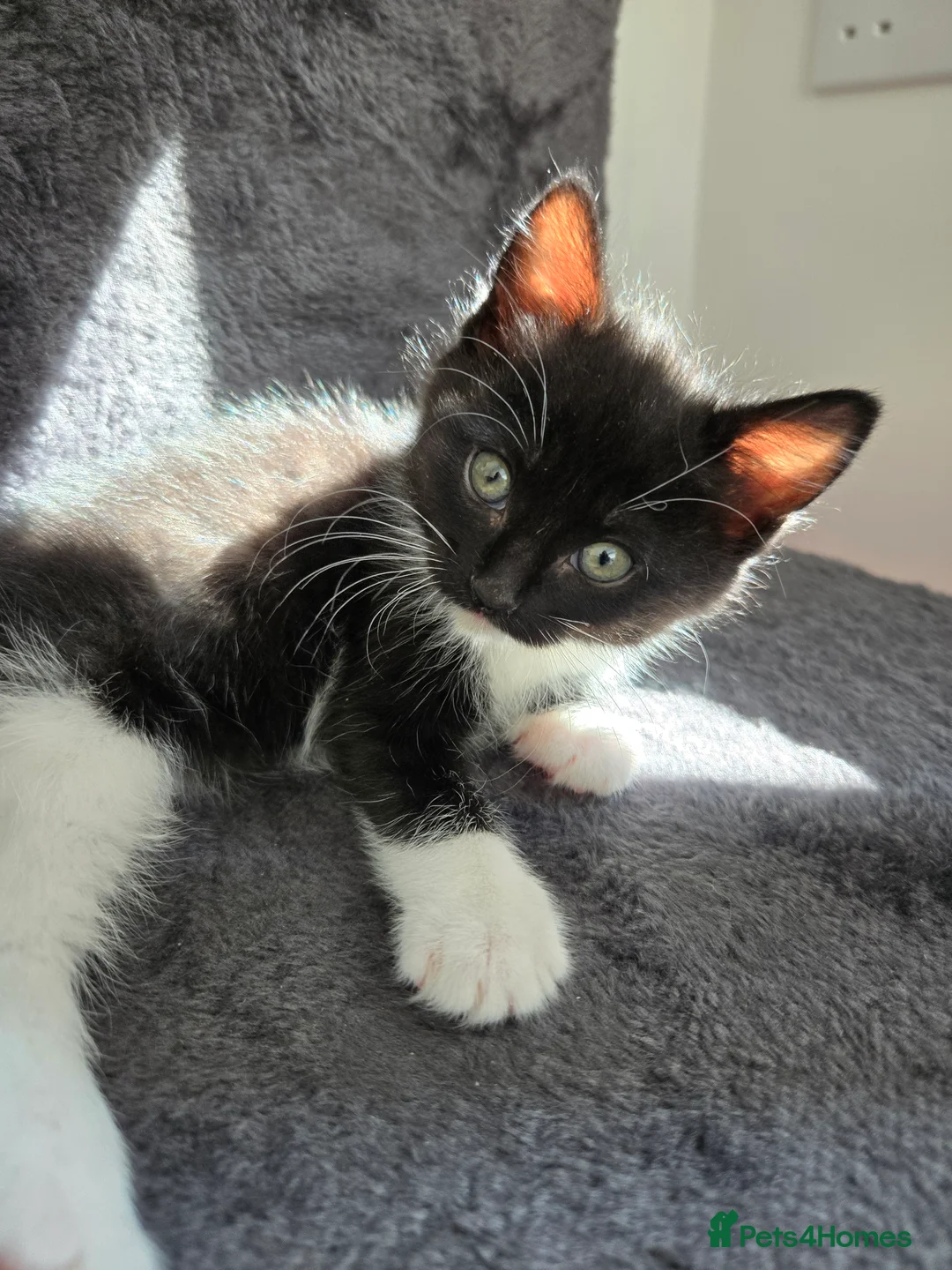 Mixed Breed cats for sale: Half Ragdoll kittens * 1 boy & 3 girls* - Advert 2