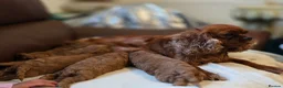 Cavapoo dogs for sale: ToyCavaPoo in Melrose - Advert 8