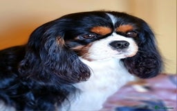 Cavalier King Charles Spaniel dogs for stud: FULLY HEALTH TESTED TRI COLOUR CAVALIER FOR STUD - Image 5