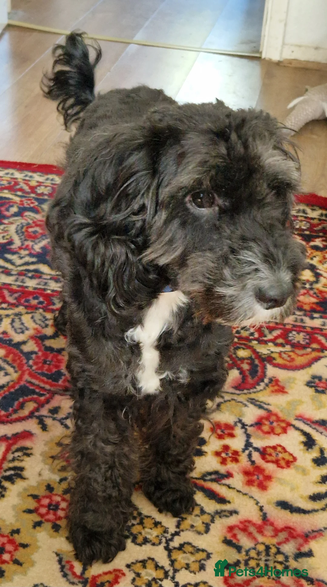 Cockapoo dogs for stud: F1 Cockapoo STUD - Advert 2