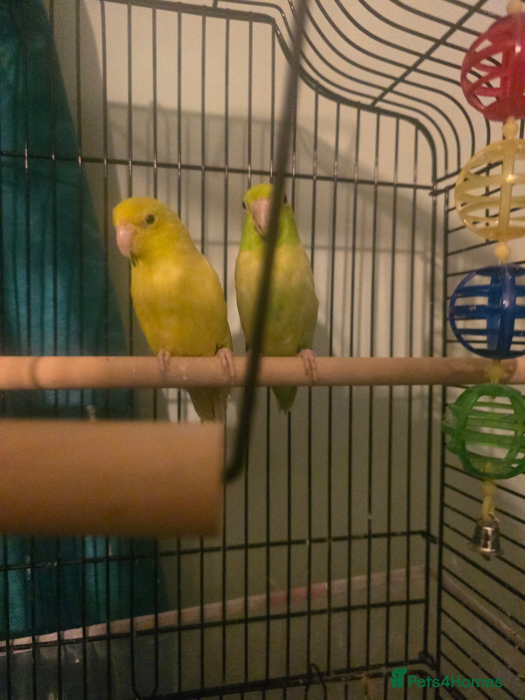 Parakeets birds for sale: Celestial parakeets  - Image 11