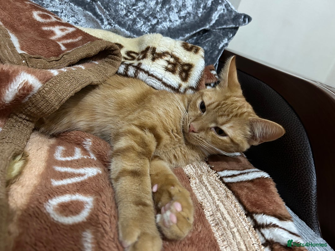 British Shorthair cats for sale: urgent: adorable 6 month old kitten for sale 🐾 - Image 2