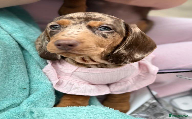 Miniature Dachshund dogs - Advert 6