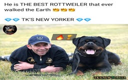 Rottweiler dogs for sale: (KC) REX & DELLAS FINAL LITTER OF QUALITY PUPS - Image 17