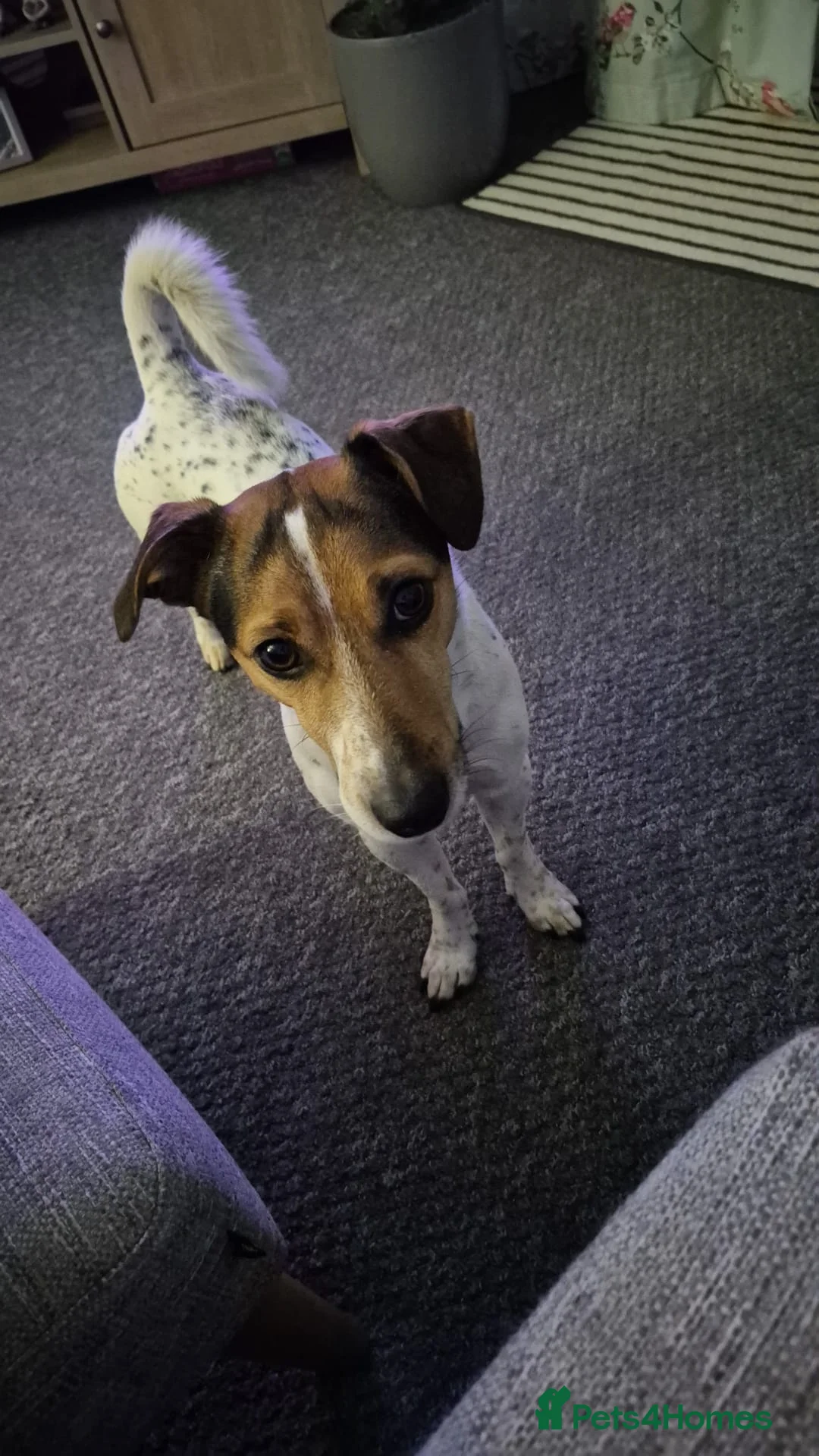 Jack Russell dogs for sale: JRT for rehoming due to relocation for work abroad - Advert 3
