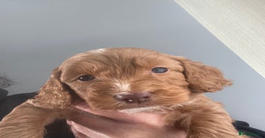 Cavapoo dogs F1b teddy bears 1 black male  - Advert 1