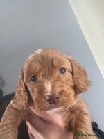 Cavapoo dogs F1b teddy bears 1 black male - Advert 1