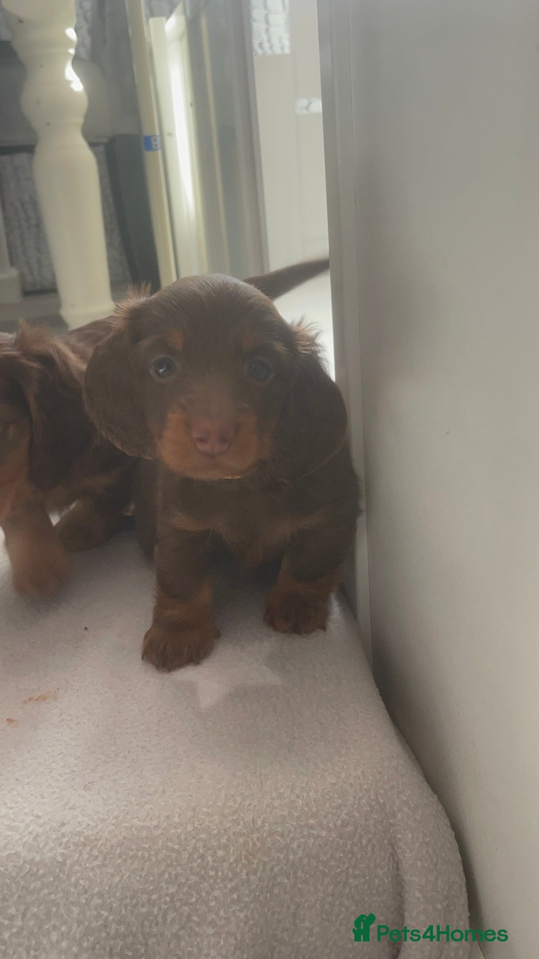 Miniature Dachshund dogs for sale: PRICE REDUCED Cute long hair chocolate dachshunds  - Advert 24