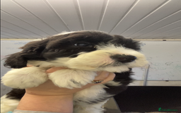 Mixed Breed dogs for sale: Bearded Collie cross Miniature Poodle Puppies - Image 7