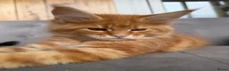 Maine Coon cats for sale: First kittens of GCCF Maine coon Champ for sale  - Advert 35