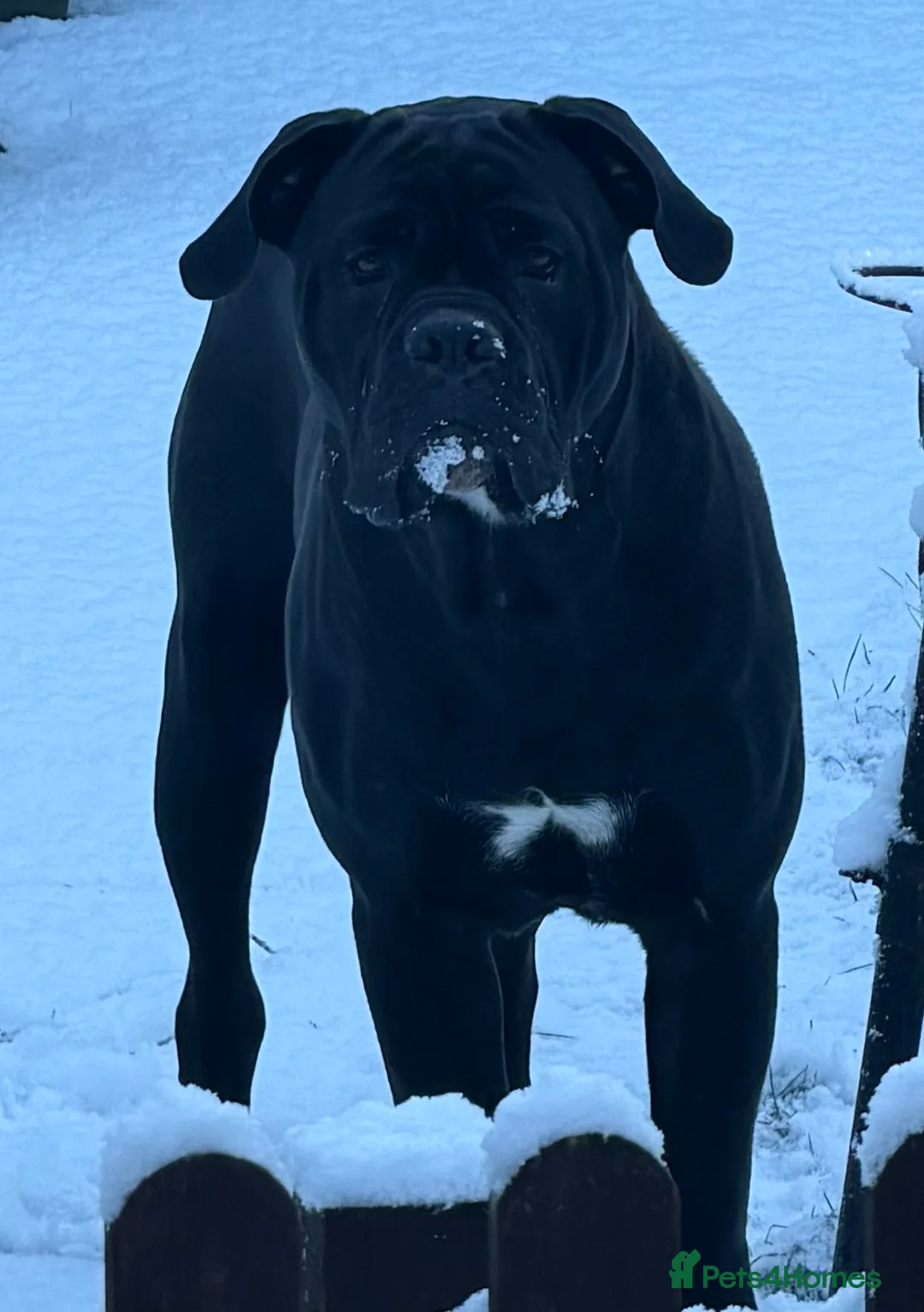 Cane Corso dogs for sale: Zeus  - Advert 1