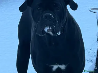 Cane Corso dogs Zeus - Advert 5