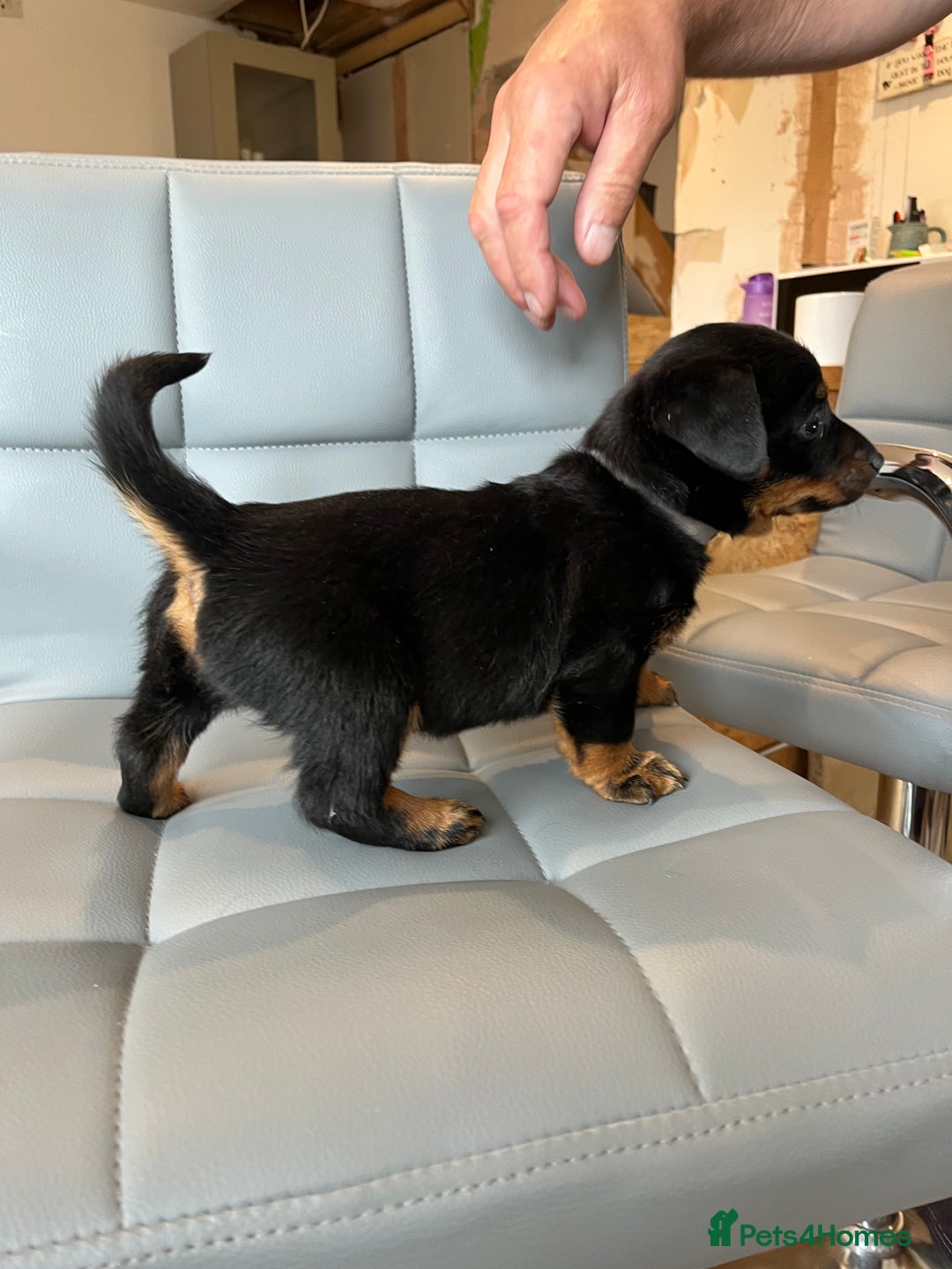 Lancashire Heeler dogs for sale: Lancashire Heeler Puppy for sale - Image 2