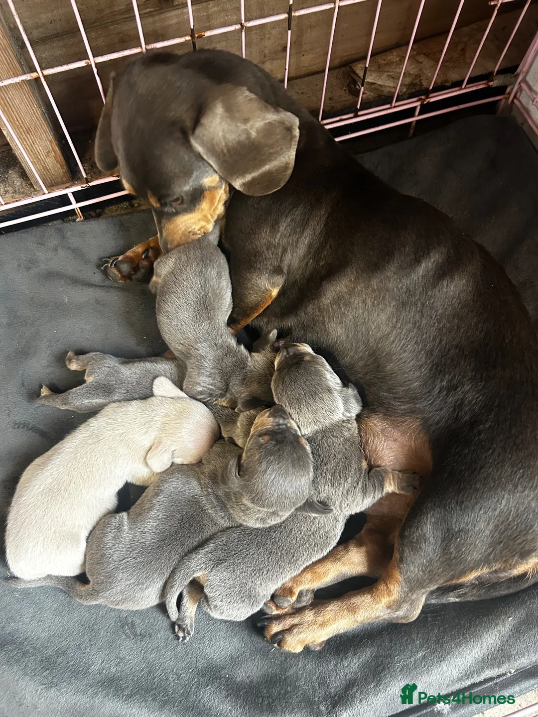 Miniature Dachshund dogs for sale: Mini dachshunds Caramel Pink blue and tan  - Advert 2
