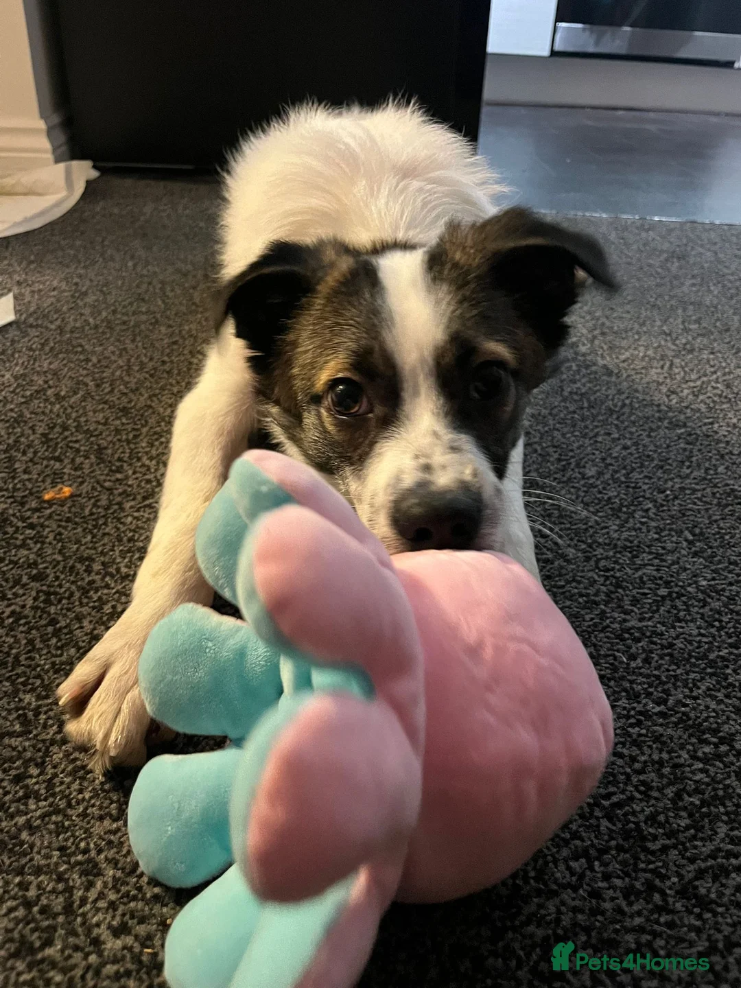 Mixed Breed dogs for adoption: Silver  - Advert 5