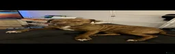 Mixed Breed dogs for sale: Starlight - Advert 3