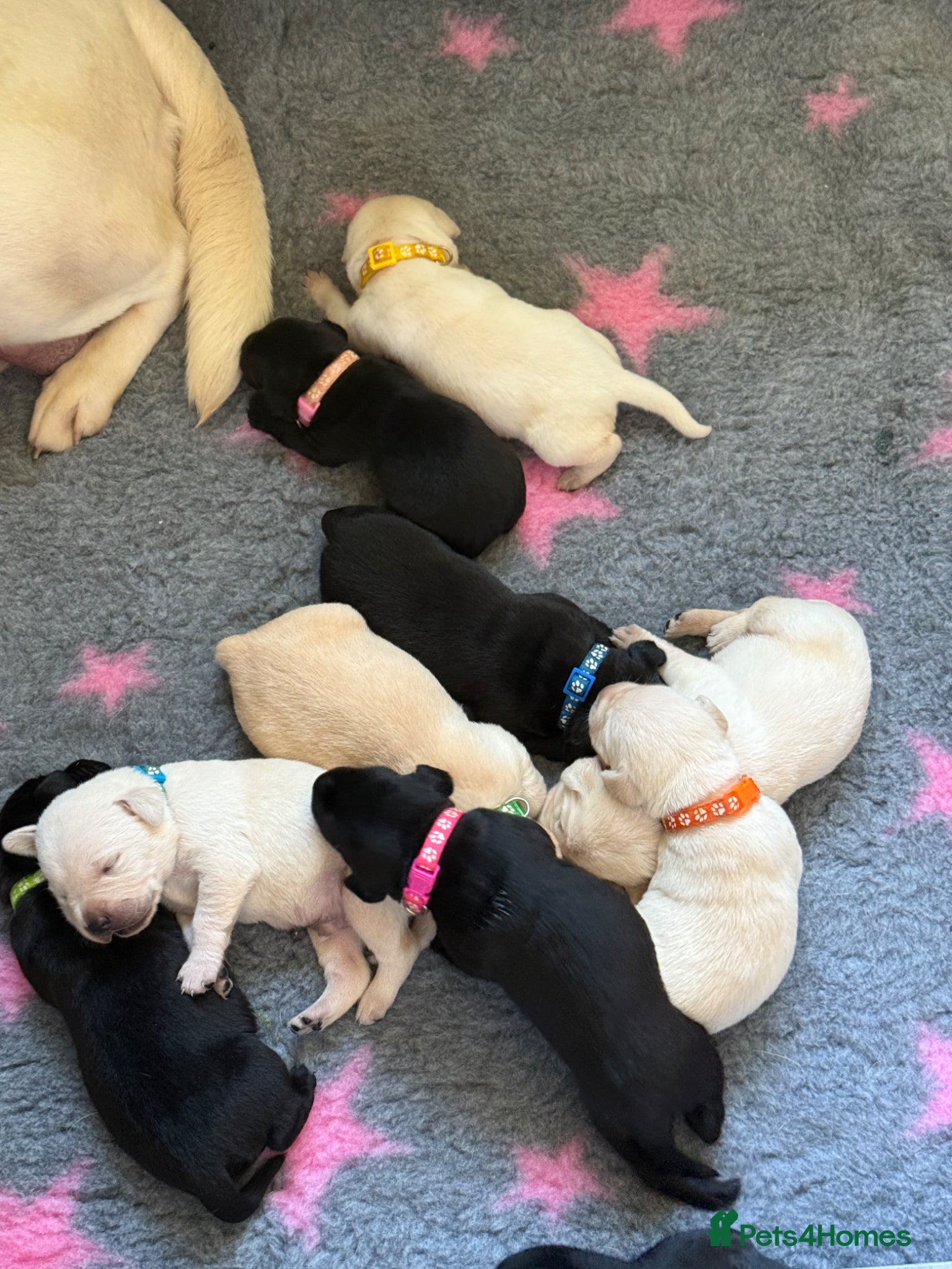 Labrador Retriever dogs Mixed Litter Black and White Cream Labrador - Advert 2