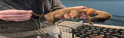 Boxer dogs for sale: A Beautiful litter of bobtail & longtail boxers - Advert 11