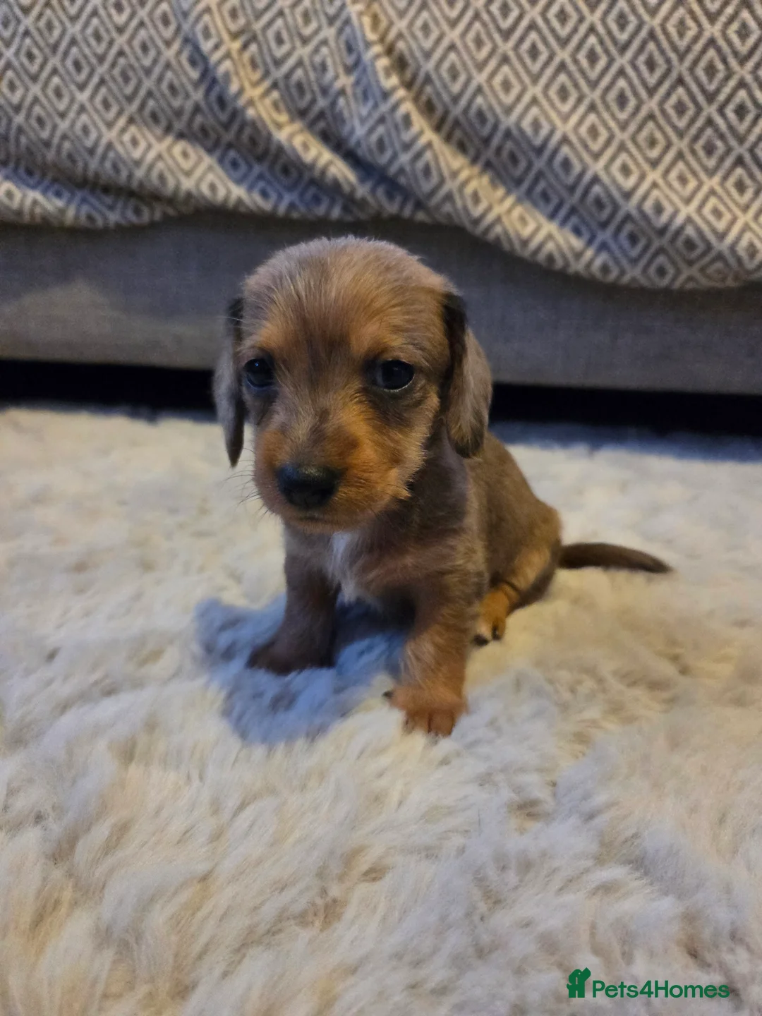 Dachshund dogs for sale: Dachshund puppies for sale. - Advert 4