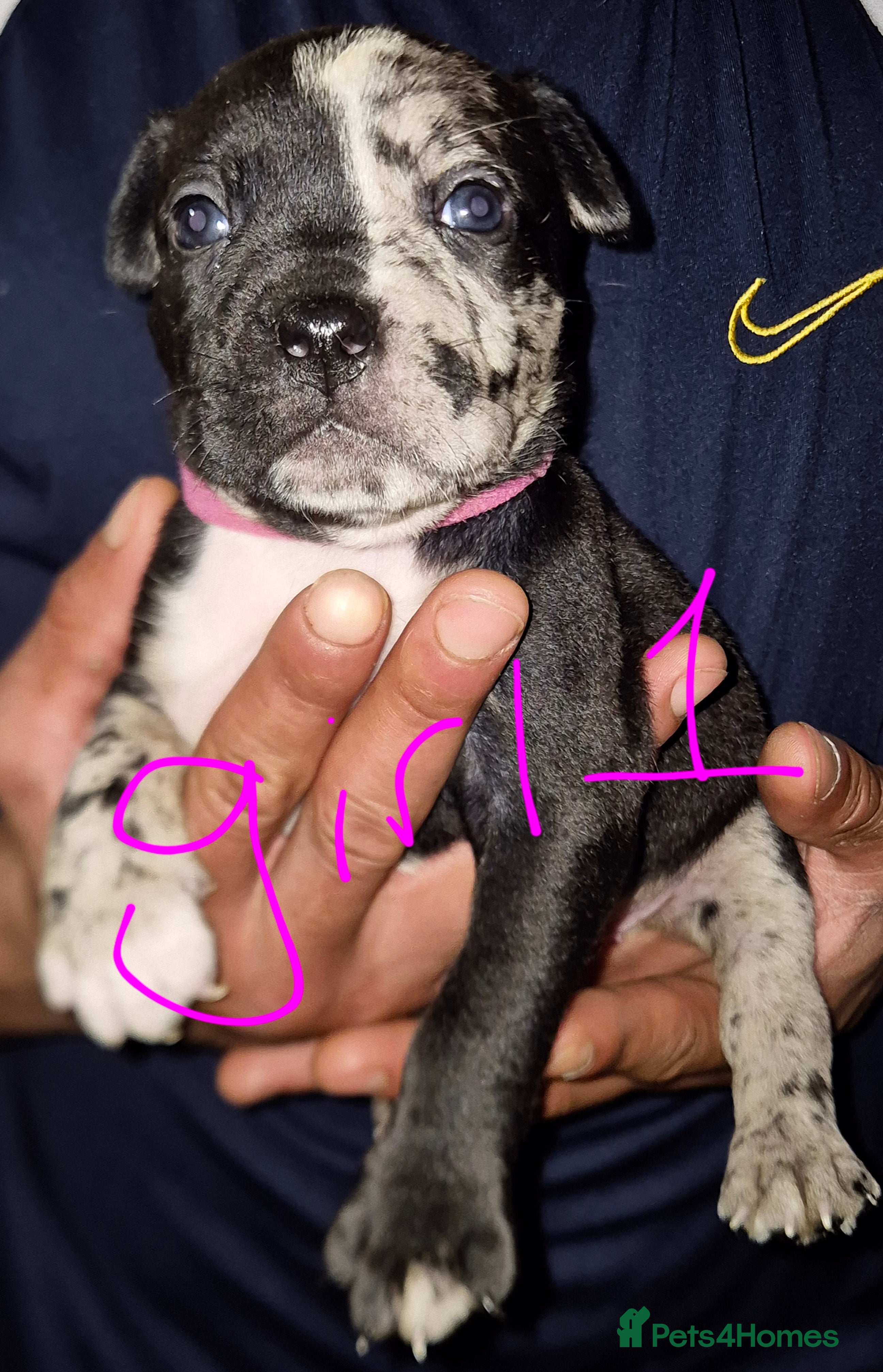 Mixed Breed dogs 10 beautiful cane corso cross bullmastiff puppies - Advert 1