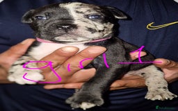 Mixed Breed dogs for sale: 10 beautiful cane corso cross bullmastiff puppies - Image 1