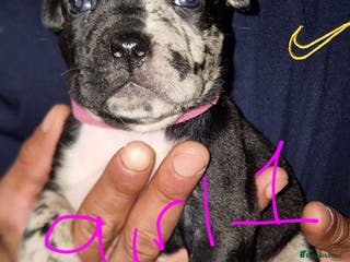 Mixed Breed dogs 10 beautiful cane corso cross bullmastiff puppies - Advert 9