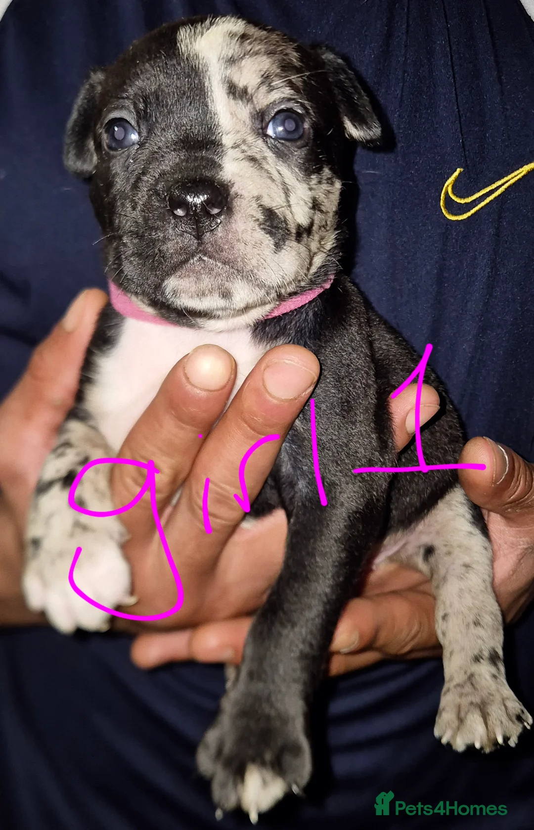 Mixed Breed dogs for sale: 10 beautiful cane corso cross bullmastiff puppies - Advert 1