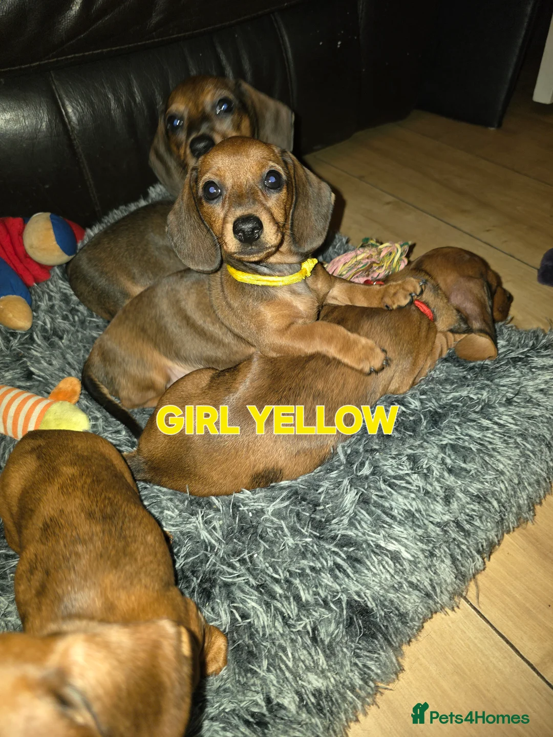 Miniature Dachshund dogs for sale: Ready now 4 beautiful KC registered girls  - Advert 1