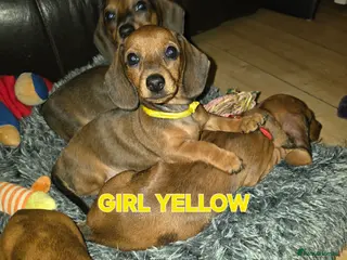 Miniature Dachshund dogs Ready now 4 beautiful KC registered girls - Advert 18