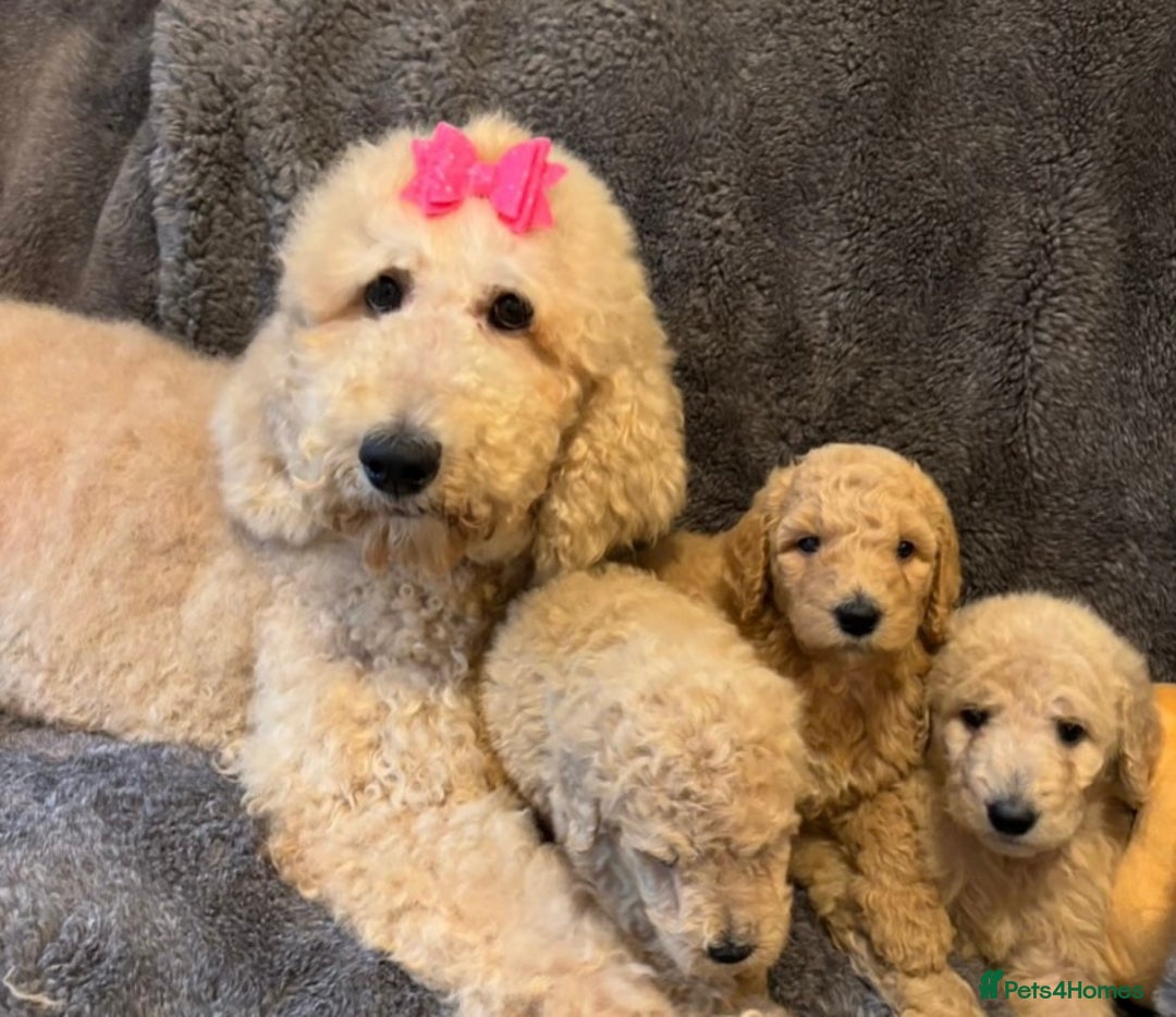 Bernedoodle dogs for sale: Bernedoodle stunning puppies F1b cuddly standard - Image 4