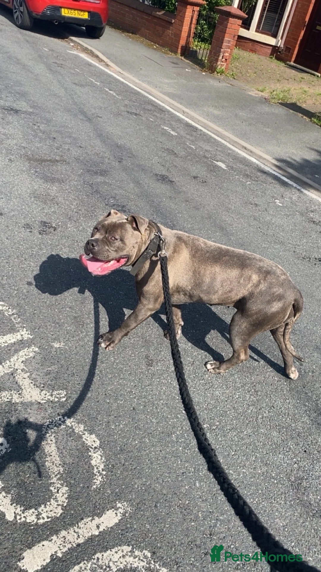 American Bully dogs for sale: America. Bully x cane xorso in Blackburn - Advert 1