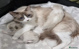 Ragdoll cats for sale: STUNNING RAGDOLL MALE KITTENS - Image 16