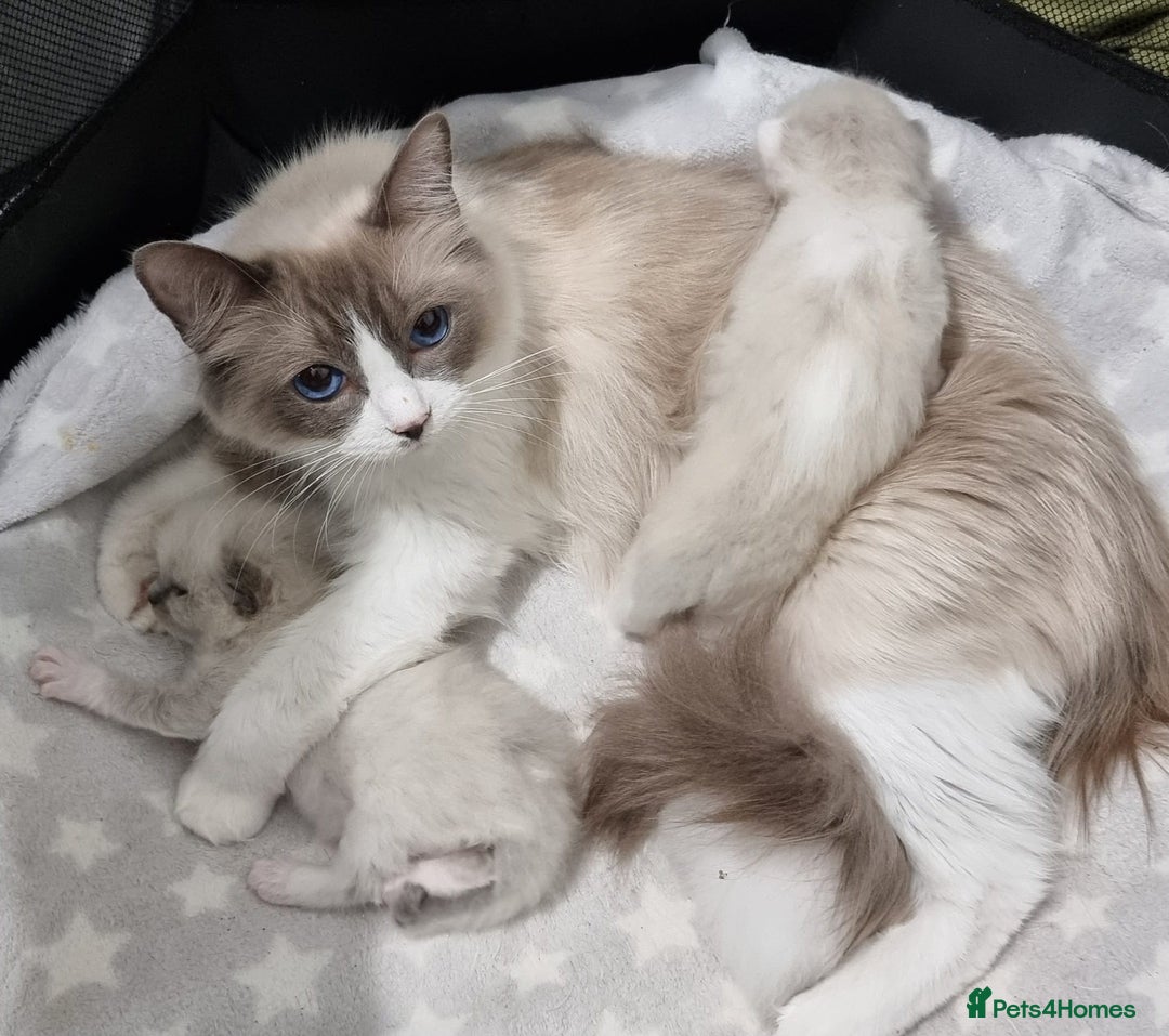 Ragdoll cats for sale: STUNNING RAGDOLL MALE KITTENS - Image 16