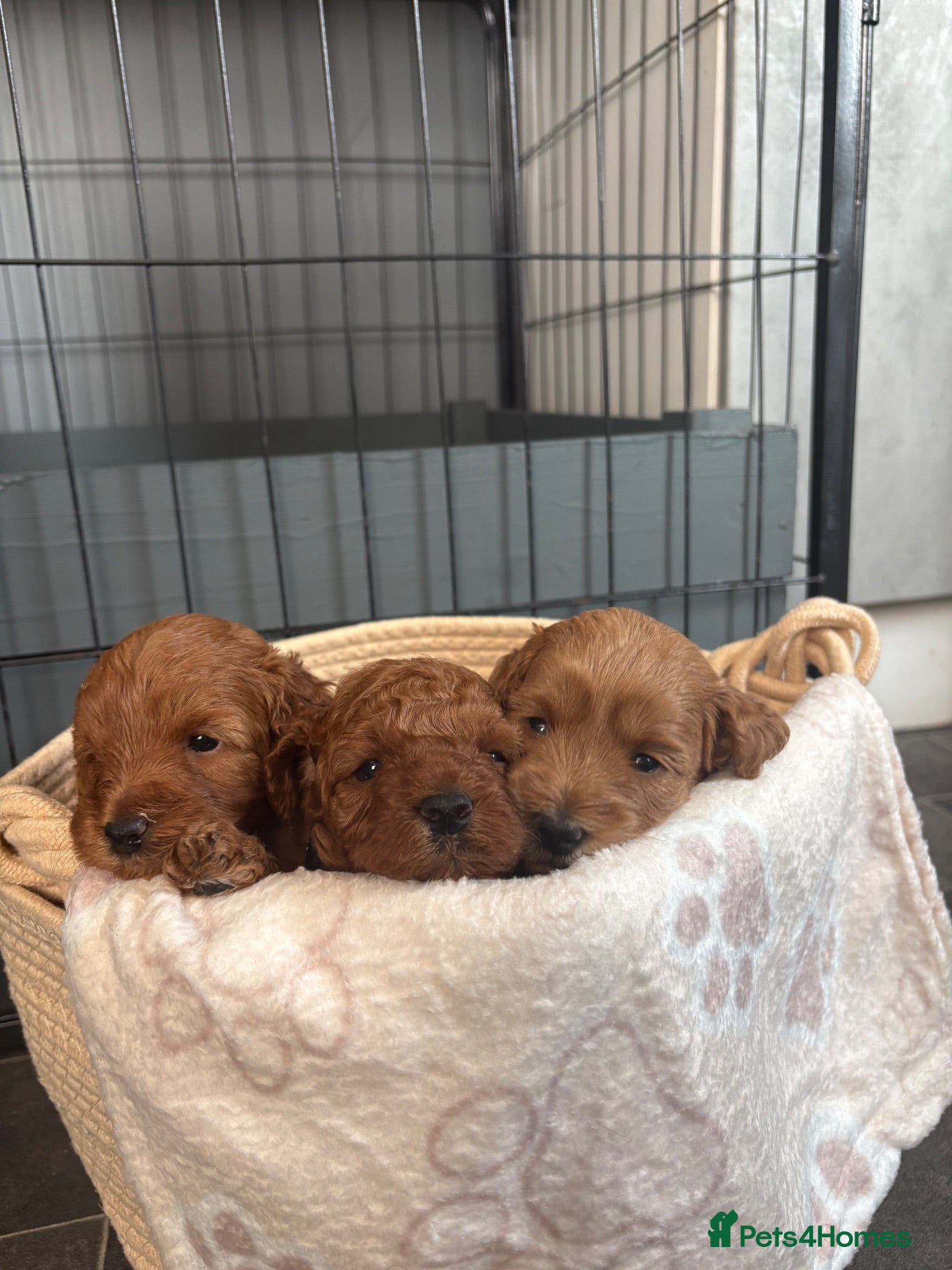 Cockapoo dogs Extensively health tested F1b cockapoos - Advert 1
